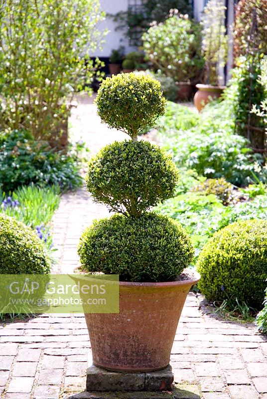 Freshly cut 3 tiered ball topiary in container on path in spring garden