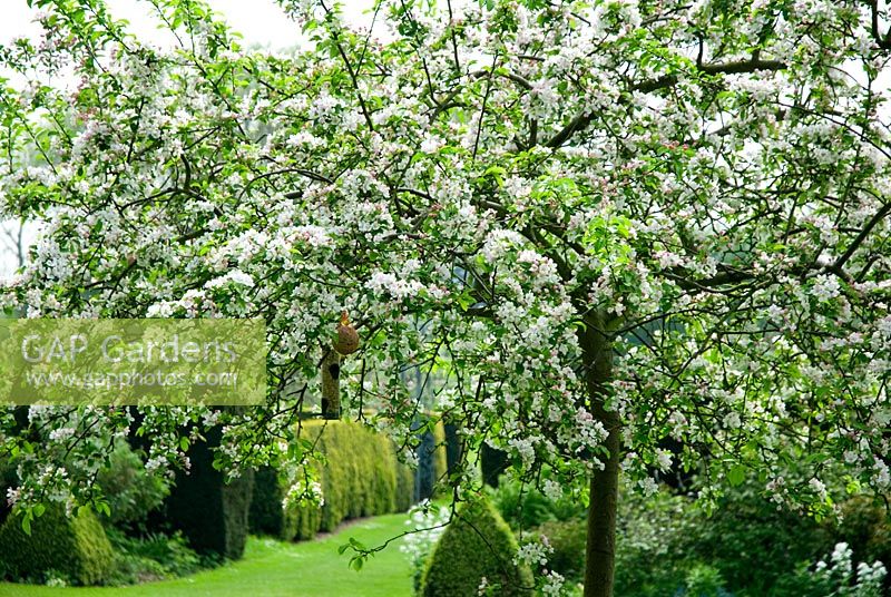 Apple tree in blossom with bird feeders on branches in Spring garden setting - Feeringbury Manor, Essex, open for NGS 