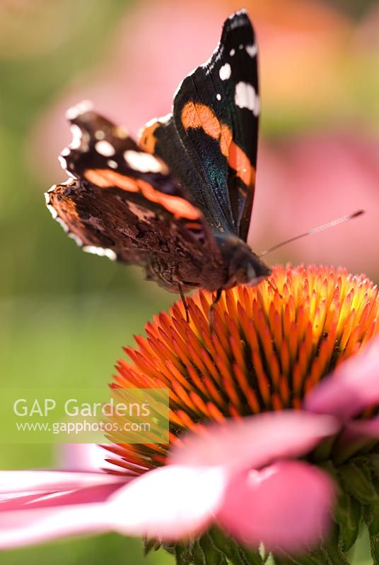 Red Admiral butterfly on Echinacea purpurea