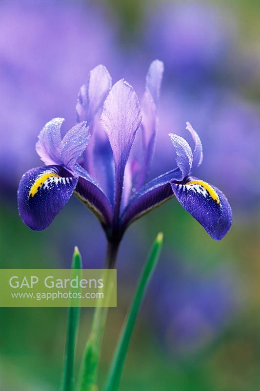 Iris reticulata 'Harmony'
