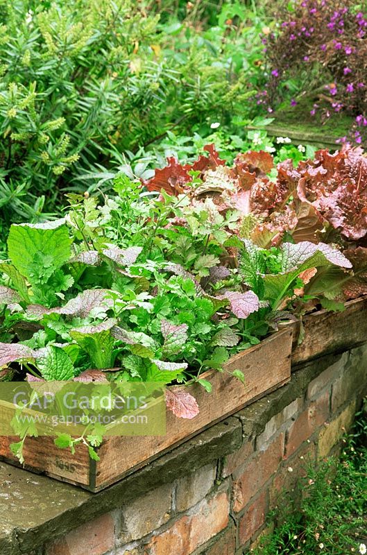 Lettuce grown in wooden trays - Summer