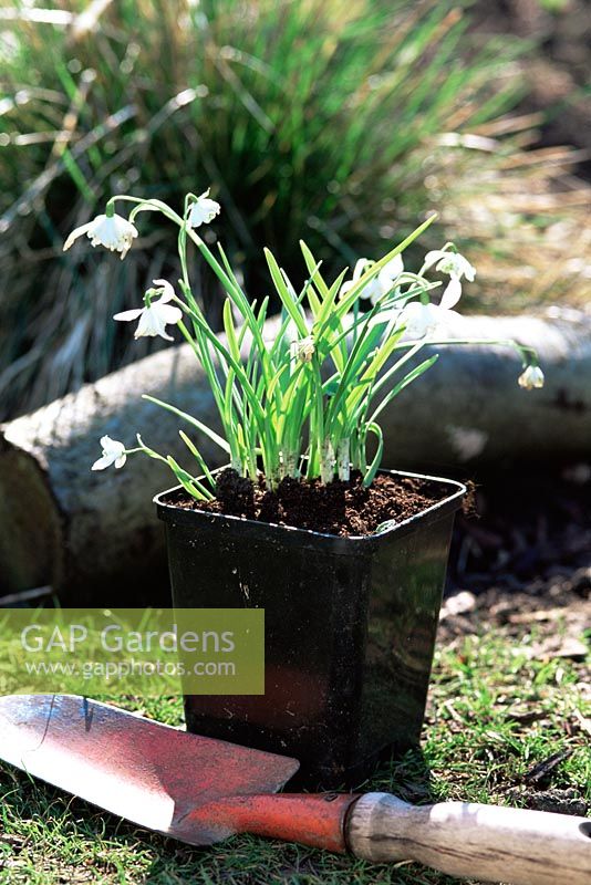 Galanthus - Snowdrops ready to plant in Spring
