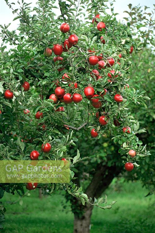 Malus 'Opalescent' - Red apples on tree