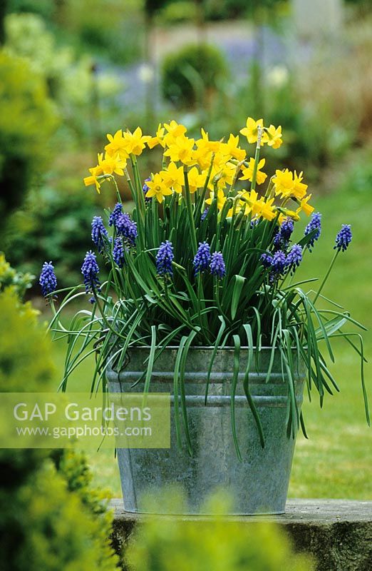 Spring container with Narcissus 'Tete-a-tete' - Miniature Daffodils  and Muscari armeniacum - Grape Hyacinths planted in a galvanised bucket