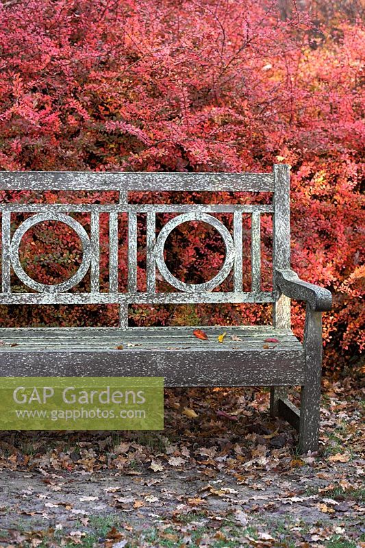Garden seat or bench in front of Berberis
