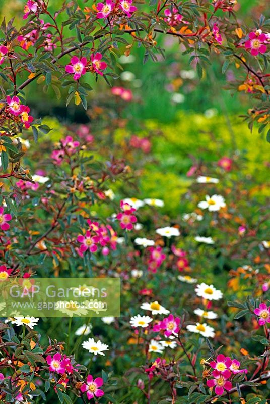 Rosa glauca in cottage garden