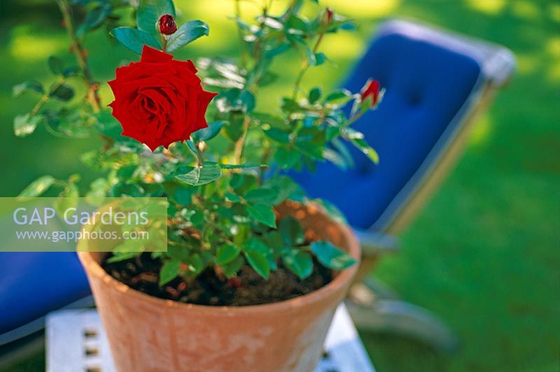 Rosa 'Ingrid Bergman' growing in a pot by a lounger 