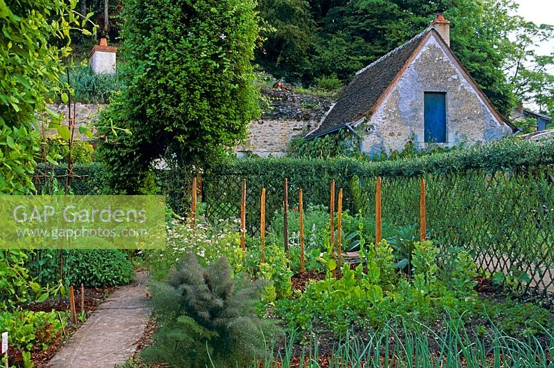 Vegetable garden enclosed by living willow fence - France 