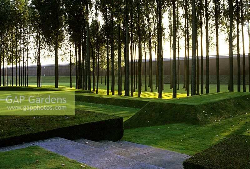 Modern garden with grass covered land form and Populus - Poplars