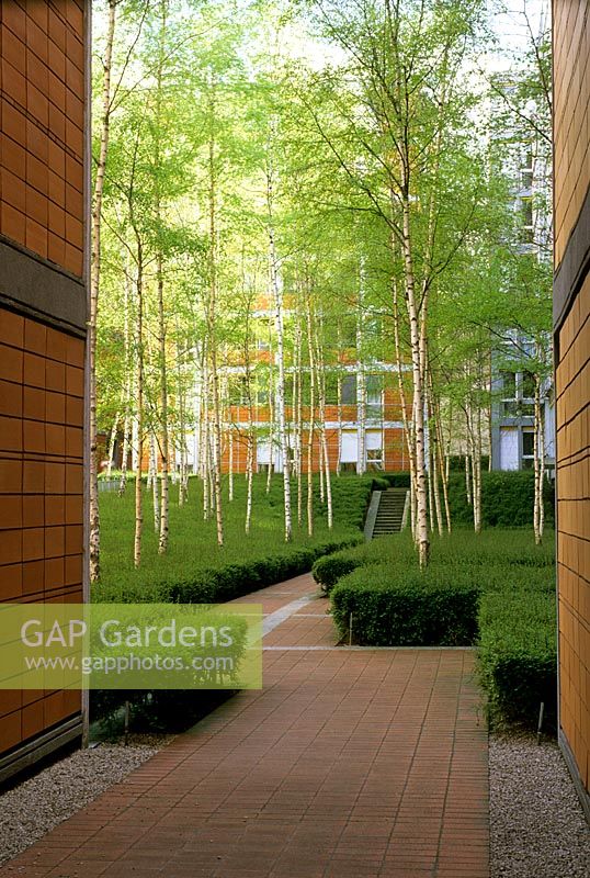 Betula - Birch planting by Apartment block in Paris, France