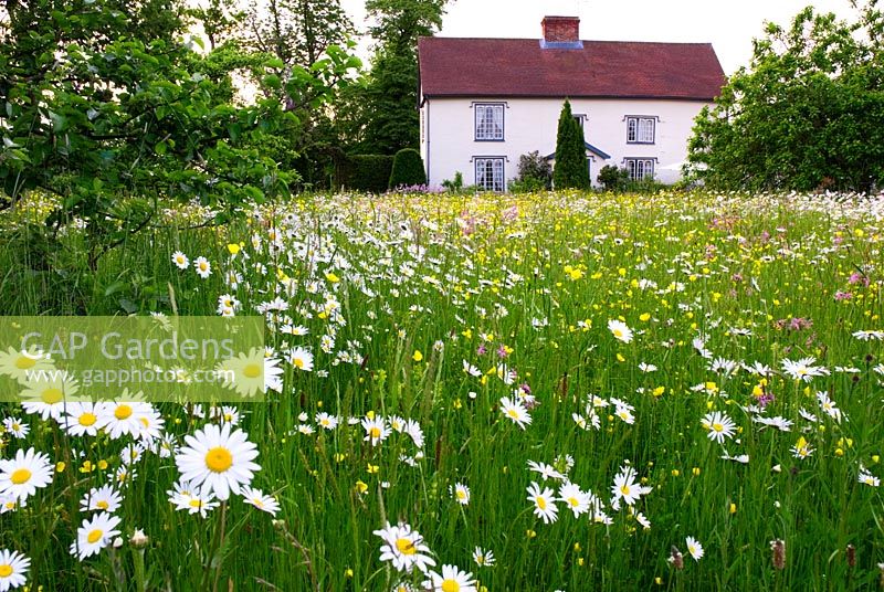 Wildflower meadow in Suffolk garden in front of old country house - Meadow plants include Anthemis daisies, Ranunculus, Lychnis flos cuculi, Rhinanthus minor and meadow grasses