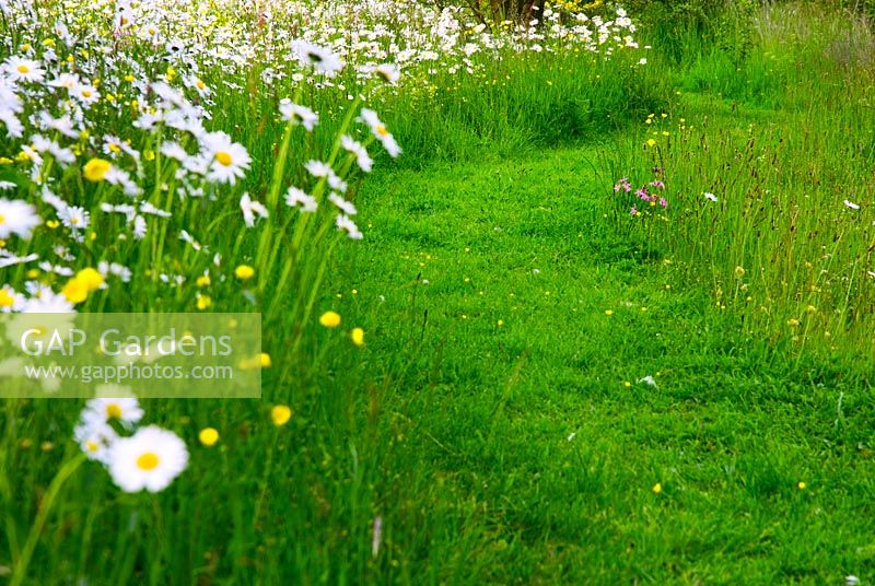 Wildflower meadow with grass path cut through - Plants include Anthemis daisies, Ranunculus, Lychnis flos cuculi, Rhinanthus minor and meadow grasses 
