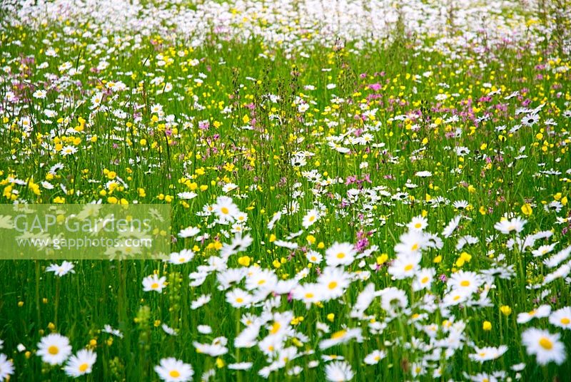 Swathe of wildflowers in meadow garden in Suffolk 