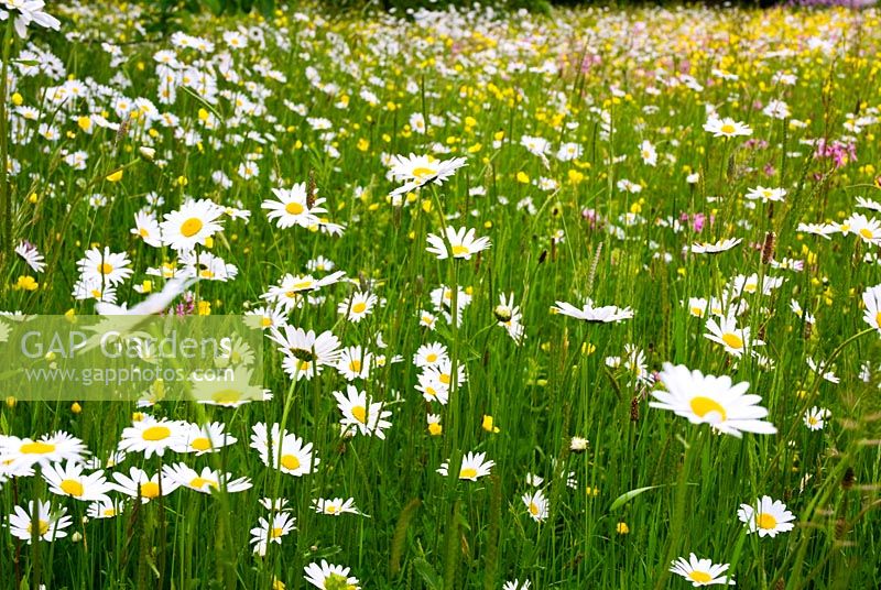 Classic british wildflower meadow in Suffolk