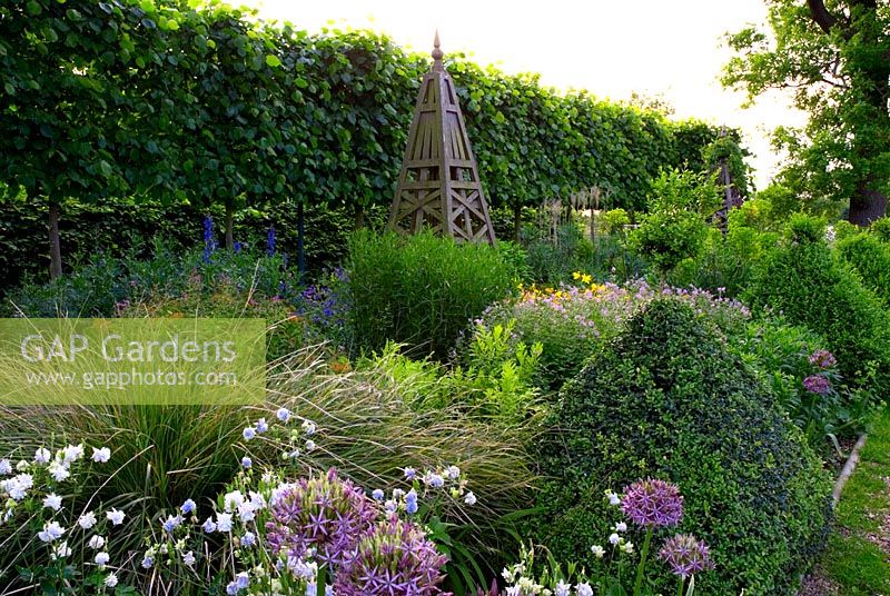 Border of perennials including Allium christophii, double Aquilegias, Buxus topiary, Delphiniums, Geraniums with wooden obelisk and pleached lime hedge