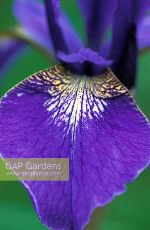 Iris sibirica 'Laurenbuhl' 
