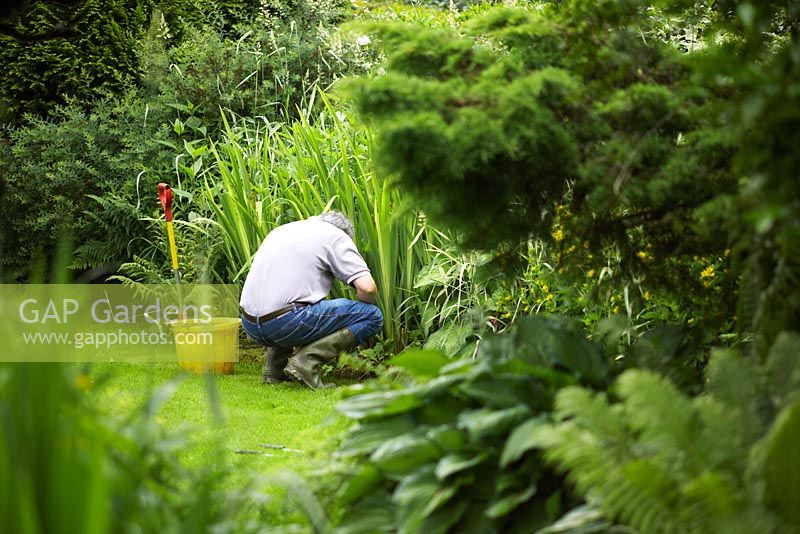 Gardener pulling weeds from a flowerbed by hand