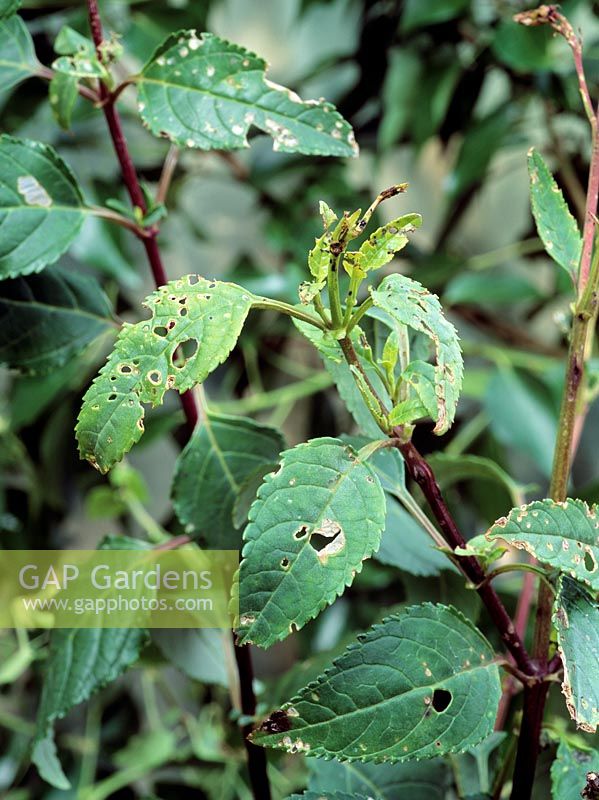 Phygelius damaged by Figwort weevil - The holes are created by both adults and larva 
