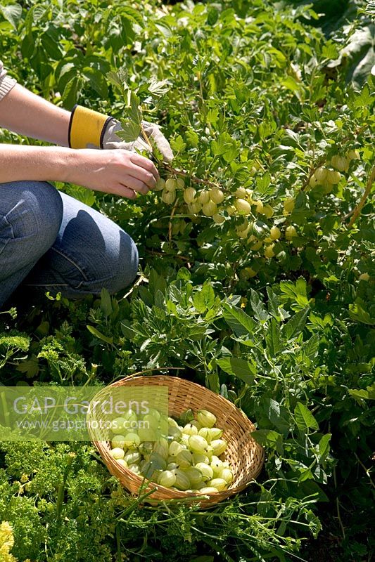 Picking gooseberries - Ribes grossularia 'Invicta'