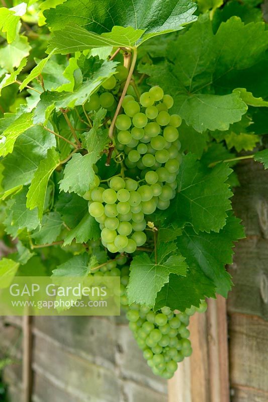 Grapes ready for harvesting - Vitis 'Muller-Thurgau'