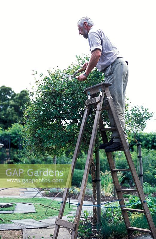 David Beaumont, Head Gardener of Hatfield House, pruning Lonicera standards