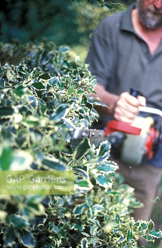 David Beaumont, Head gardener at Hatfield House pruning Ilex topiary