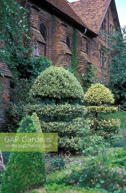 Ilex topiary - Hatfield House