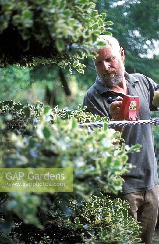 David Beaumont, Head gardener at Hatfield House, pruning Ilex topiary
