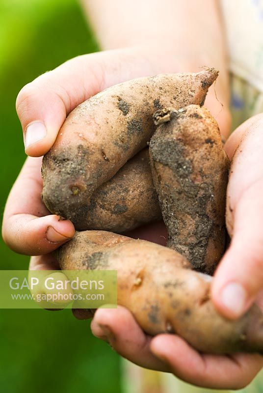 Young girl holding newly dug potatoes