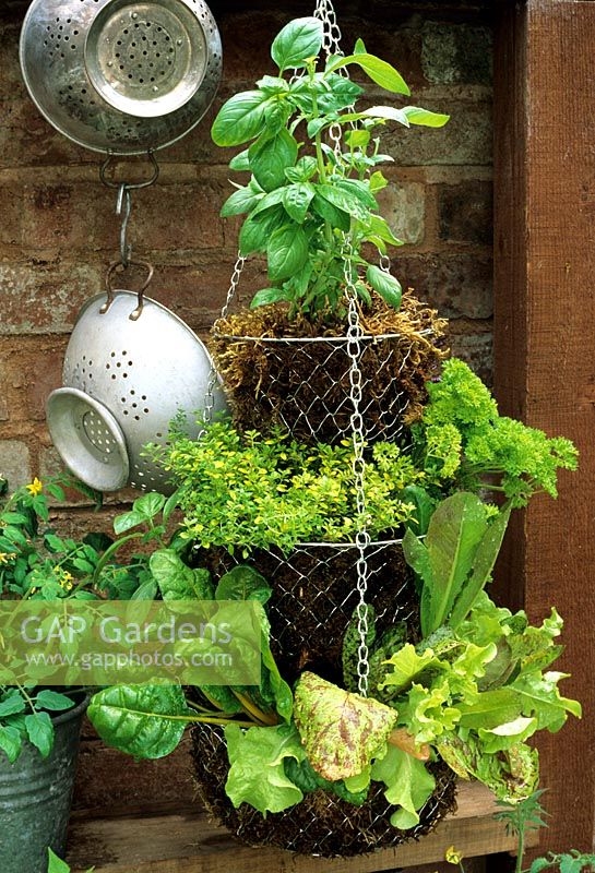 Hanging basket - Suspended salad bar with sweet basil, golden thyme, parsley, yellow veined chard and Lettuce including 'Freckles'