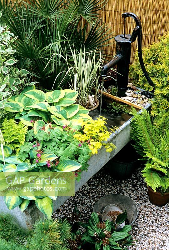 Salvaged farmers trough fitted with cast iron pump, Hostas and marginal planting including Hosta 'June' (front) and Hosta 'Wide Brim' - Yellow leaved Filipendula ulmaria 'Aurea' - Phalaris arundinacea 'Feesey' grows in a pot in the water