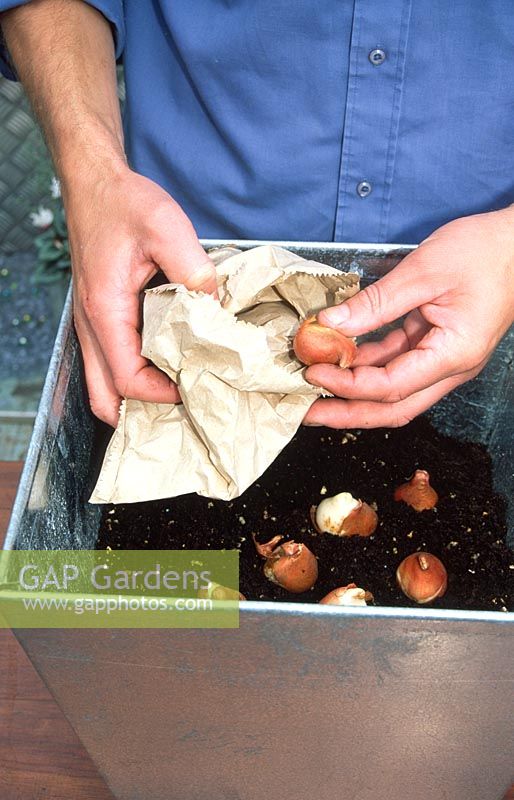 Planting up a contemporary winter container - Planting spring bulbs for a later show