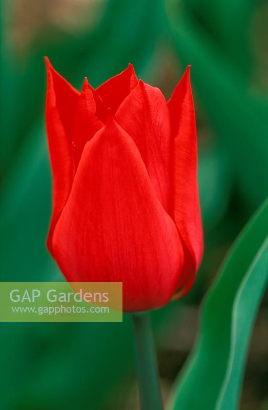 Tulipa 'Pieter de Leur' 
