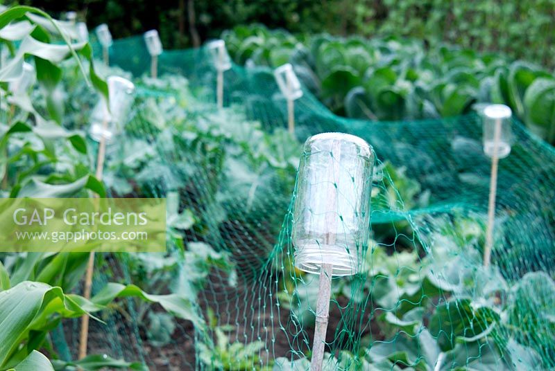 Protective netting held above Purple Sprouting Broccoli 'Rudolph' by canes with up-turned jam jars - Gants Mill, Wiltshire