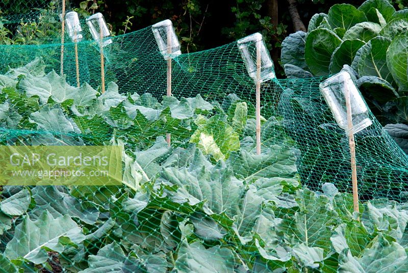 Protective netting held above Purple Sprouting Broccoli 'Rudolph' by canes with up-turned jam jars - Gants Mill, Wiltshire