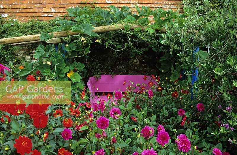 Arbour covered with gourds at Perch Hill with Dahlia 'Garden Festival', Dahlia 'Requiem' and Dahlia 'Ingelbrook Jill' in the foreground - Bench seat painted pink