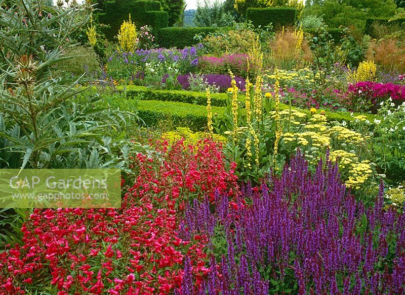 Vibrant colour in the stock beds at Great Dixter - Planting includes Penstemon 'Drinkstone', Salvia x superba, Achillea 'Lucky Break', Verbascum chaixii and Cynara cardunculus