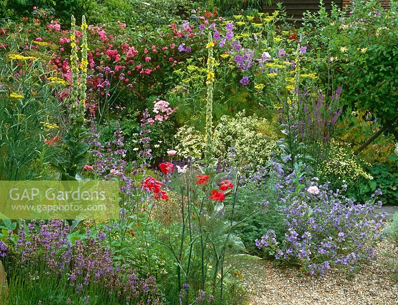 The gravel garden at Ketley's in high summer - Planting includes Malva sylvestris 'Primley Blue', Rosa 'Dorothy Perkins', Clematis 'Perle d'Azure', fennel and verbascums