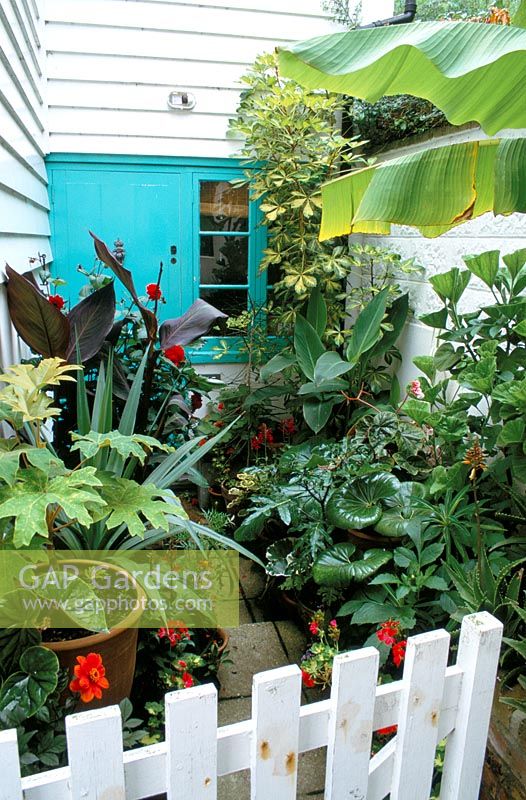 Tropical container planting in tiny passageway leading up to front door