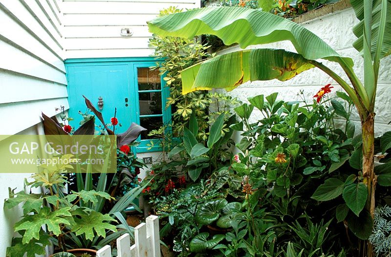 Tropical container planting in tiny passageway leading up to front door