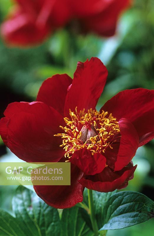 Paeonia 'Chocolate Soldier'