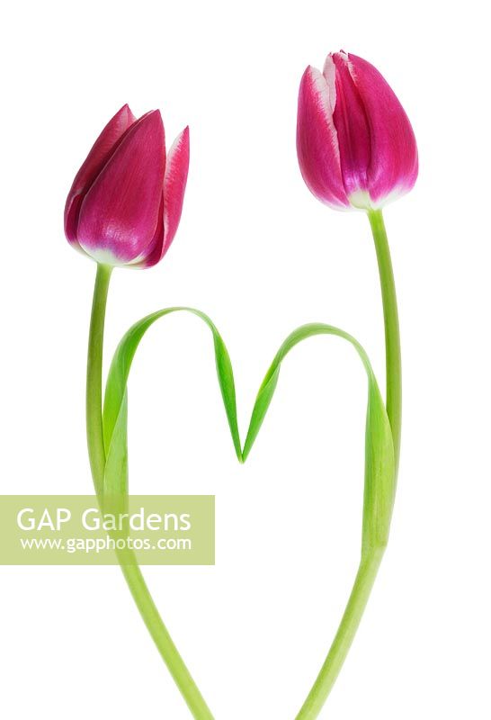 Tulipa - Pink Tulips