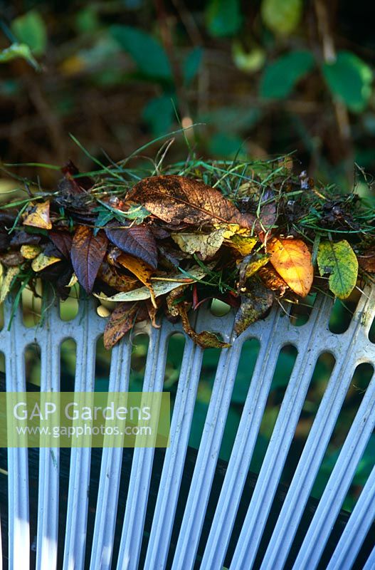 Clearing up autumn debris  - Leaves and grass on end of plastic rake