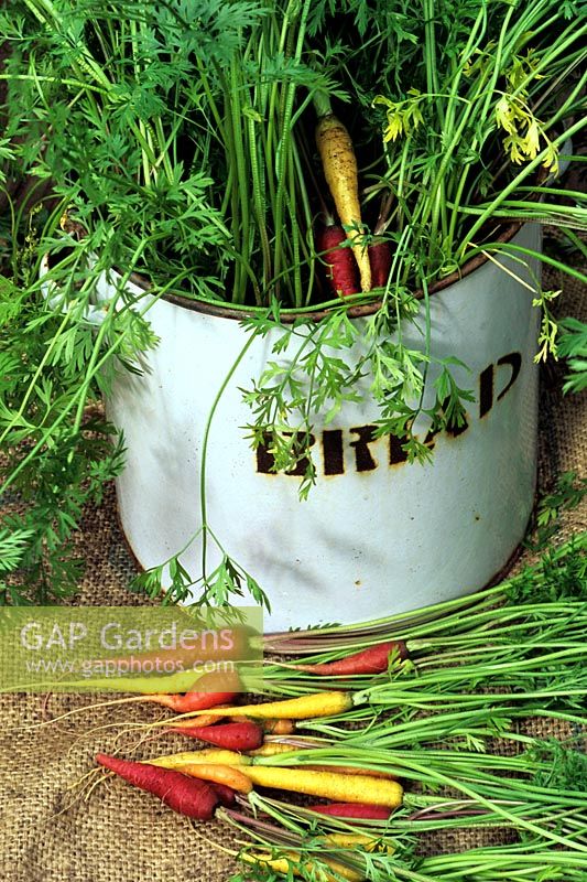 Four varieties of Daucus carota - Rainbow carrots growing in an old enamel bread bin