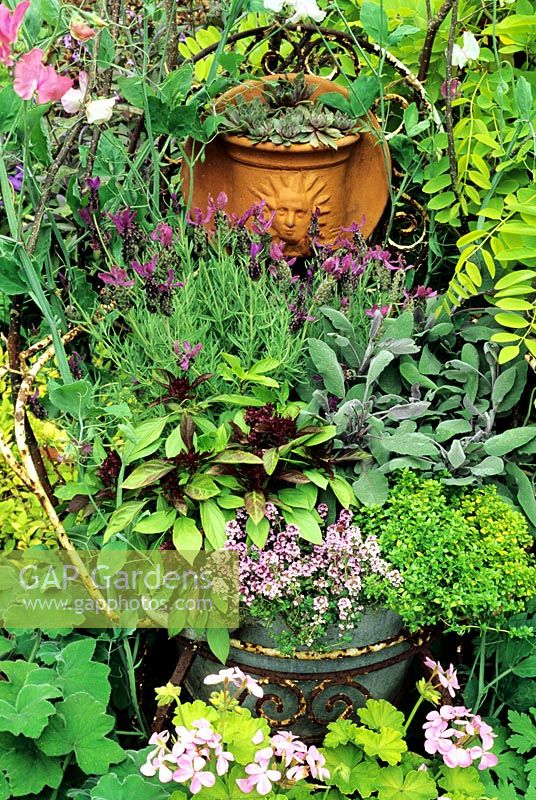 Scented foliage and flowers growing in an old tin planter set inside a rusty metal chair. Lavandula stoechas, Salvia officinalis 'Purpurascens', Thymus 'Doone Valley', Thymus x citriodorus 'Aureus' and Thai basil. Sempervivum grow in a terracotta wall pot attached to the chair back. 