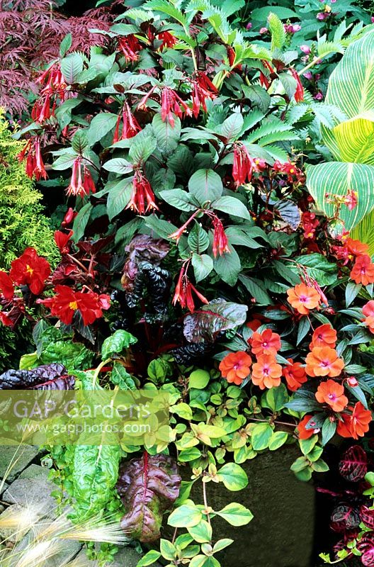 Hot red and yellow themed terracotta pot - Fuchsia 'Thalia' with Begonia 'Switzerland', ruby chard, Canna 'Striata', New Guinea busy lizzie and Lysimachia 'Outback Sunset'
