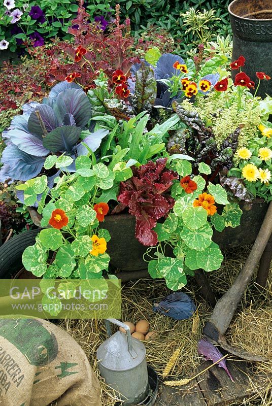 Decorative and productive plants in an old wheelbarrow in a farmyard setting. Red cabbage, green and red leaved lettuce, Tropaeolum majus 'Alaska Mixed', ruby chard, Calendula, pansies and variegated marjoram
