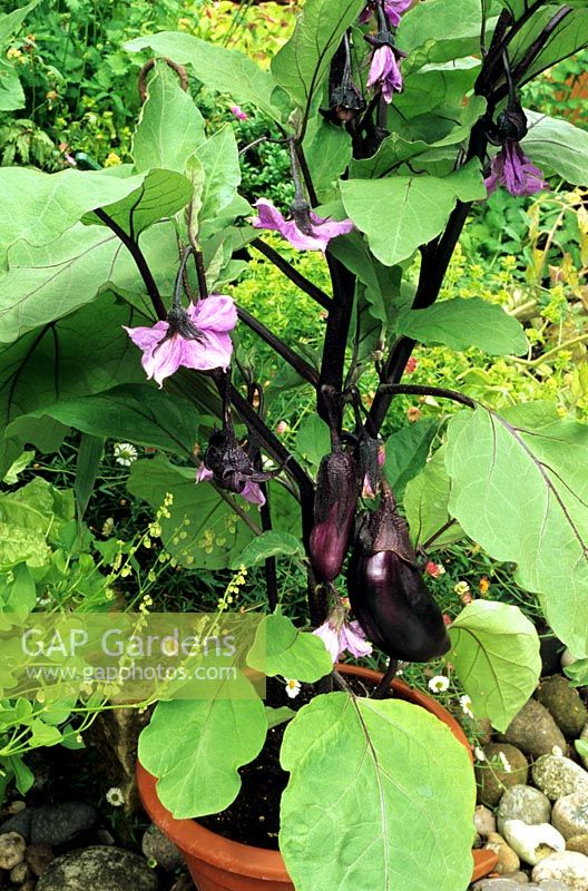 Aubergine 'Moneymaker' in fruit and flower growing in a pot on a hot patio