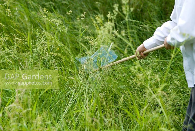 School boy searching for insects using a net in long grass in an orchard with wild flowers