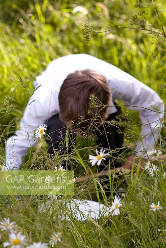 School boy searching for insects using a net in long grass in an orchard with wild flowers including Leucanthemum vulgare - Ox-eye Daisies. Inspecting insects caught in a white bowl